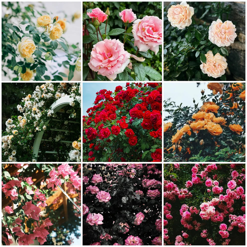 𝐑𝐎𝐒𝐄 𝐅𝐋𝐎𝐖𝐄𝐑 𝐒𝐄𝐄𝐃𝐒 𝟗 𝐑𝐀𝐑𝐄 𝐂𝐎𝐋𝐎𝐔𝐑𝐒 𝐒𝐄𝐄𝐃𝐒 ( 𝐈𝐌𝐏𝐎𝐑𝐓𝐄𝐃 )