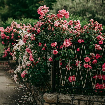 𝐑𝐎𝐒𝐄 𝐅𝐋𝐎𝐖𝐄𝐑 𝐒𝐄𝐄𝐃𝐒 𝟗 𝐑𝐀𝐑𝐄 𝐂𝐎𝐋𝐎𝐔𝐑𝐒 𝐒𝐄𝐄𝐃𝐒 ( 𝐈𝐌𝐏𝐎𝐑𝐓𝐄𝐃 )