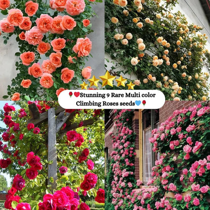 𝐑𝐎𝐒𝐄 𝐅𝐋𝐎𝐖𝐄𝐑 𝐒𝐄𝐄𝐃𝐒 𝟗 𝐑𝐀𝐑𝐄 𝐂𝐎𝐋𝐎𝐔𝐑𝐒 𝐒𝐄𝐄𝐃𝐒 ( 𝐈𝐌𝐏𝐎𝐑𝐓𝐄𝐃 )