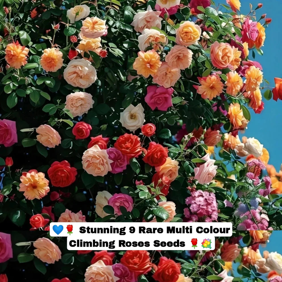 𝐑𝐎𝐒𝐄 𝐅𝐋𝐎𝐖𝐄𝐑 𝐒𝐄𝐄𝐃𝐒 𝟗 𝐑𝐀𝐑𝐄 𝐂𝐎𝐋𝐎𝐔𝐑𝐒 𝐒𝐄𝐄𝐃𝐒 ( 𝐈𝐌𝐏𝐎𝐑𝐓𝐄𝐃 )