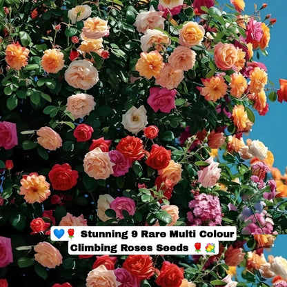𝐑𝐎𝐒𝐄 𝐅𝐋𝐎𝐖𝐄𝐑 𝐒𝐄𝐄𝐃𝐒 𝟗 𝐑𝐀𝐑𝐄 𝐂𝐎𝐋𝐎𝐔𝐑𝐒 𝐒𝐄𝐄𝐃𝐒 ( 𝐈𝐌𝐏𝐎𝐑𝐓𝐄𝐃 )